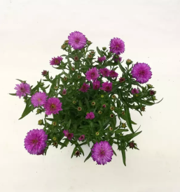 Prodaja okrasnih grmovnic slovenija