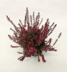 Prodaja okrasnih grmovnic slovenija