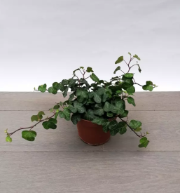 Prodaja okrasnih grmovnic slovenija