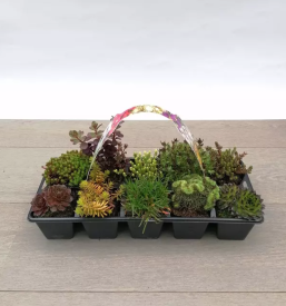 Prodaja okrasnih grmovnic slovenija