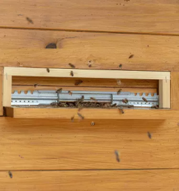 Prodaja osmukaca cvetnega prahu maribor okolica