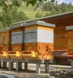 Prodaja osmukaca cvetnega prahu stajerska