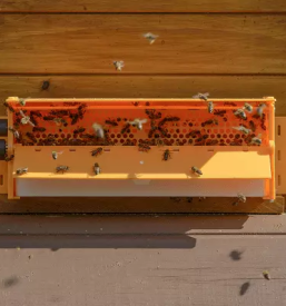 Prodaja osmukaca cvetnega prahu stajerska