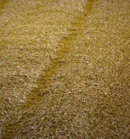 Kakovostna prodaja pivovarskega ječmena