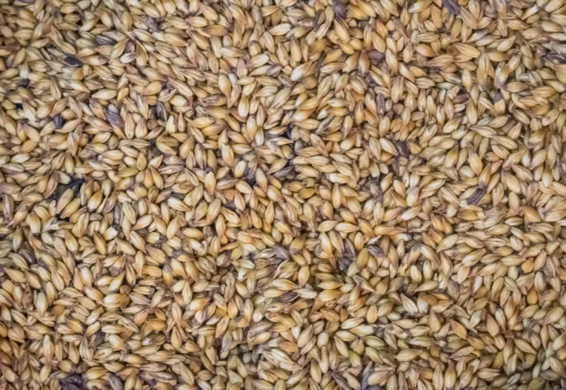 Poceni prodaja pivovarskega ječmena Slovenija