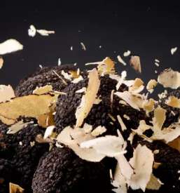 Prodaja primorskih tartufov slovenija