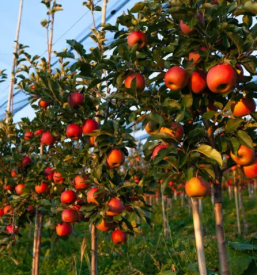 Prodaja sadik jabolk bonita slovenija