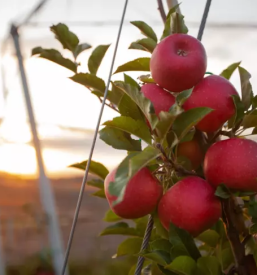 Prodaja sadik jabolk bonita slovenija