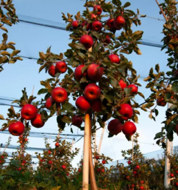 Prodaja sadik jabolk bonita slovenija