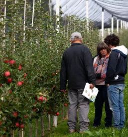 Prodaja sadik jabolk bonita slovenija