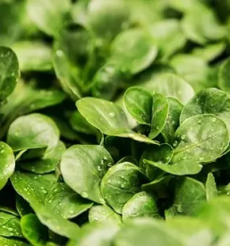 Dostava zelenjave Ljubljana okolica