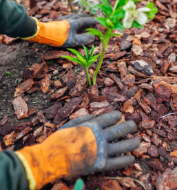 Prodaja sekancev ljubljana