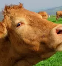 Prodaja svjezeg mlijeka hrvatska