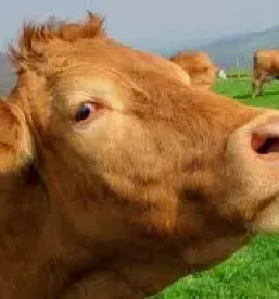Prodaja svjezeg mlijeka hrvatska