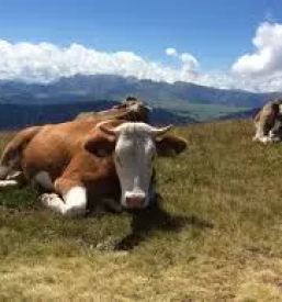 Prodaja svjezeg mlijeka hrvatska