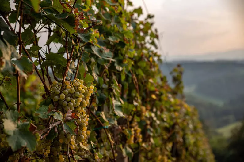 Prodaja vrhunskih belih vin Štajerska