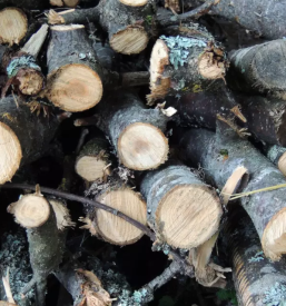 ugodna prodaja zaganega lesa slovenija