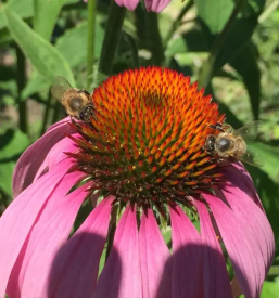 Proizvodnja in prodaja zelisc zacimb in cajnih mesanic slovenija
