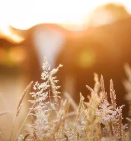 Proizvodnja kmetijskih pridelkov kranj