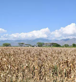 Proizvodnja kmetijskih pridelkov kranj
