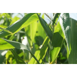 KŽK, KMETIJSTVO, D.O.O.