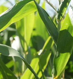 Proizvodnja kmetijskih pridelkov kranj
