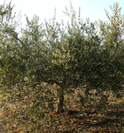 Proizvodnja olja in mascob slovenija