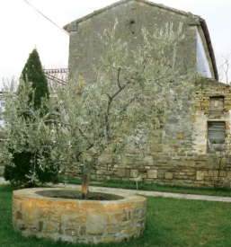 Proizvodnja olja in mascob slovenija