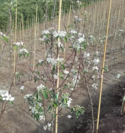 Projektiranje in izvedba sadovnjakov slovenija