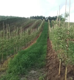 Projektiranje in izvedba sadovnjakov slovenija