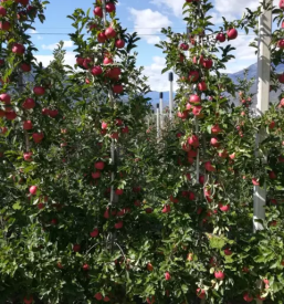 Projektiranje in izvedba sadovnjakov slovenija