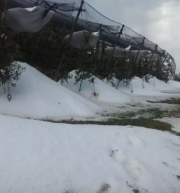 Projektiranje in izvedba sadovnjakov slovenija