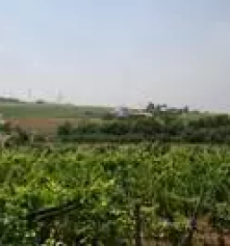 Prostor za praznovanja na turistični kmetiji Obala