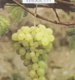 grafted vines slovenia