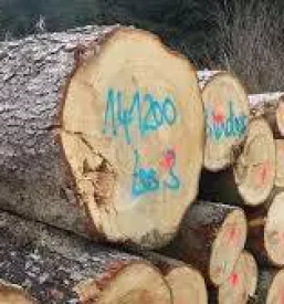 Razrez hlodovine osrednja slovenija