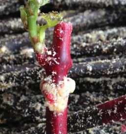 Günstige Reben Slowenien