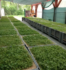 Die beste Weinrebenherstellung Slowenien