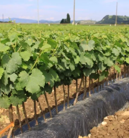 Weinrebenherstellung Slowenien