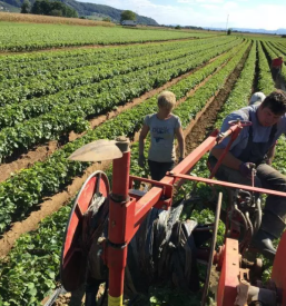 Gute Reben Slowenien
