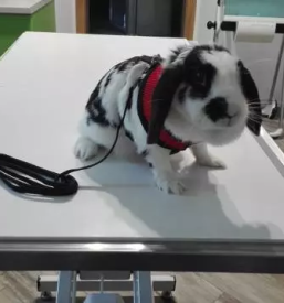 Rentgen za zivali bela krajina