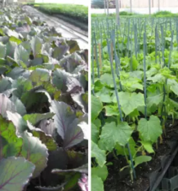 Sadike za zelenjavo gorenjska