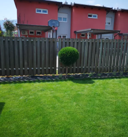 Sadne in okrasne sadike maribor