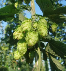 Sale of fresh Slovenian hops