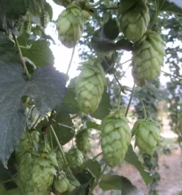 Sale of Slovenian hops in bulk