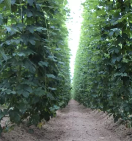 Sale of Slovenian hops for tea