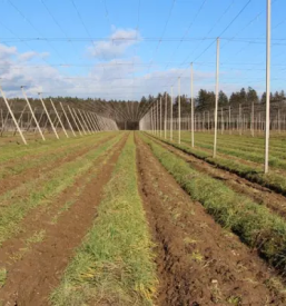 Sale of Slovenian hops for decoration