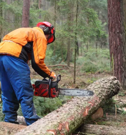 Secnja in spravil lesa novo mesto slovenija