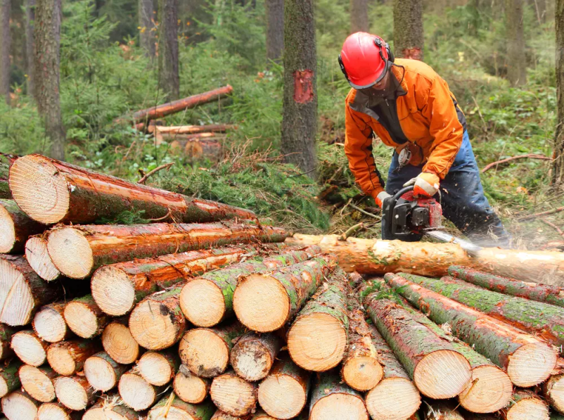 Sečnja in spravilo lesa Novo mesto, Slovenija