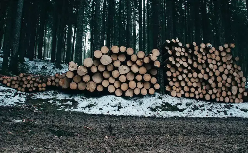 Ugodna sečnja in spravilo lesa Novo mesto, Slovenija