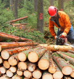 Secnja in spravilo lesa begunje na gorenjskem okolica